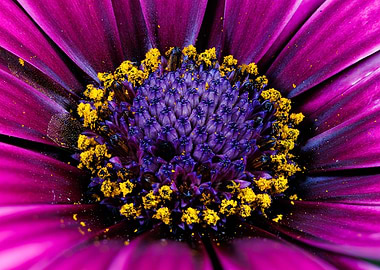 Macro of Cape daisy flower