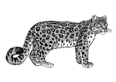 Snow leopard