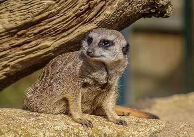 Meerkat