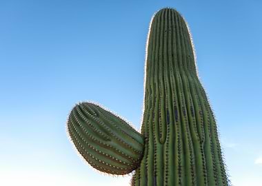 Saguaro