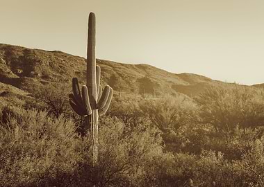 Sonoran Desert