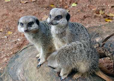 suricate