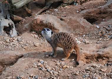 suricate