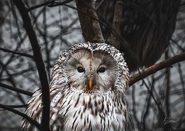 Chouette de l oural