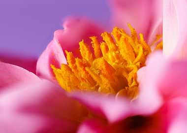 Photography of a Dahlia