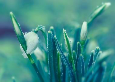 Frozen snowdrops