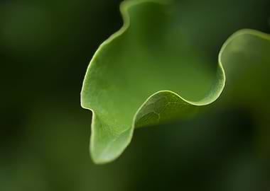 Magnolia leaf