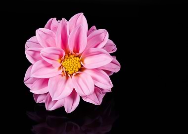 Photography of a Dahlia