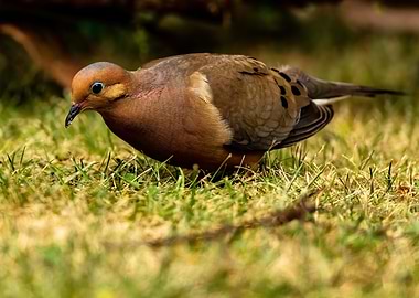 Mourning Dove Portrait