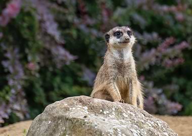 Meerkat
