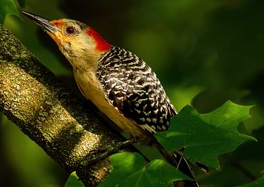 Red Bellied Woodpecker