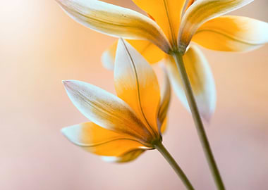 Tarda tulips botanical