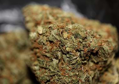 Medical marijuana close up