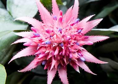 Aechmea Fasciata