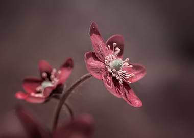 Pink Hepatica flower,macro