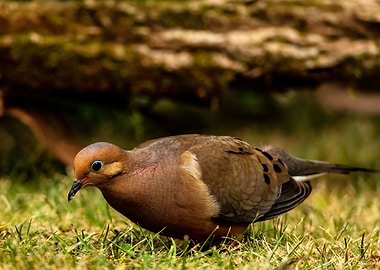 Mourning Dove Foraging