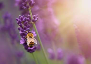Bee on lavender