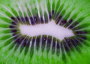 KIWI CLOSEUP