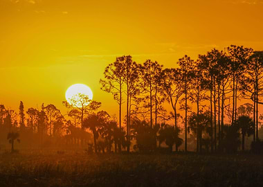 Big Cypress National Prese