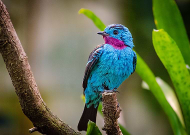 Spangled Cotinga Blue Bird