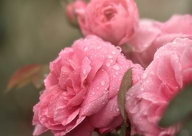 Raindrops on roses