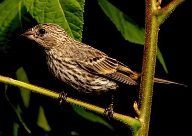 Portrait of a House Finc