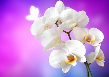 Orchid