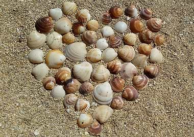 Heart of Shells