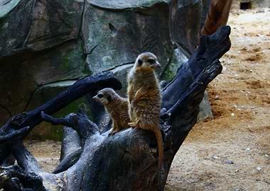 suricate