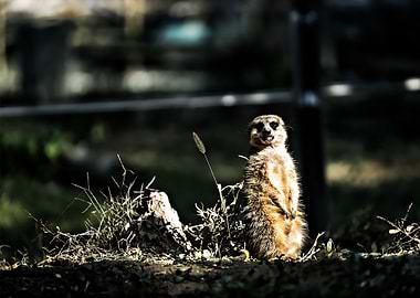 suricate