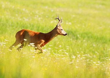 RUNNING DEER