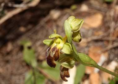Wild mountain orchid macro