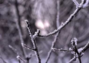 Frosty bush winter snow