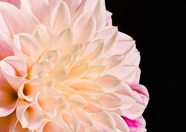 Macro of a dahlia flower