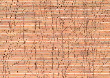 Brick Wall with Ivy 1