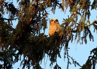 Baby great horned owlet