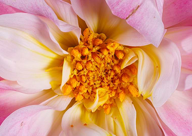 Macro of a dahlia flower