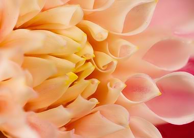 Macro of a dahlia flower