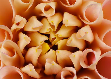 Macro of a dahlia flower