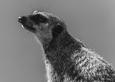 Meerkat
