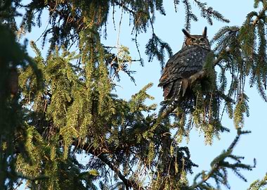 Great horned owl mother