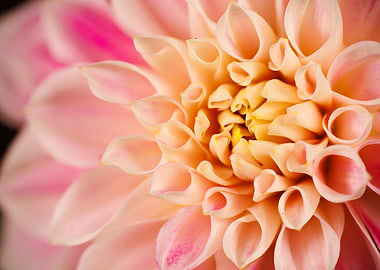 Macro of a dahlia flower