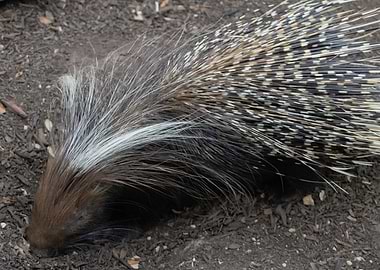 Porcupine