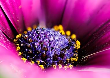 Macro of a Cape daisy