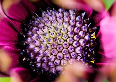 Macro of a Cape daisy