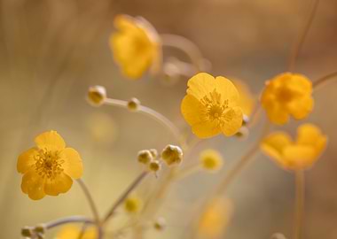 Yellow flowers, macro
