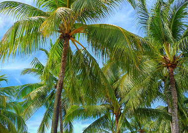 Palm Trees