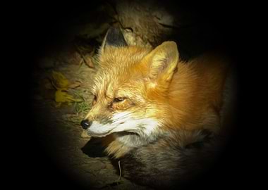 Red fox