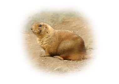 Prairie dog
