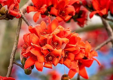 Bombax ceiba blossoms
